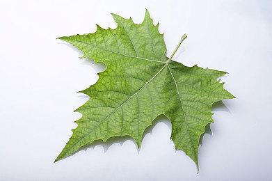 老人去世1100万美元遗产无人认领：最终无奈 竟找119名远亲瓜分